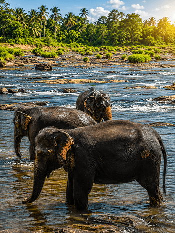 ශ්රී ලංකාව පිළිබඳ